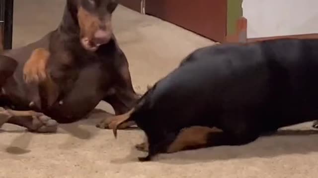 DOBERMAN TRAINING TWO DOBERMAN #part 13