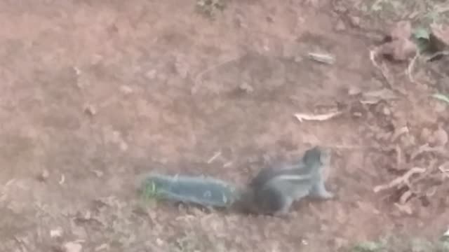 Squirrel eat food