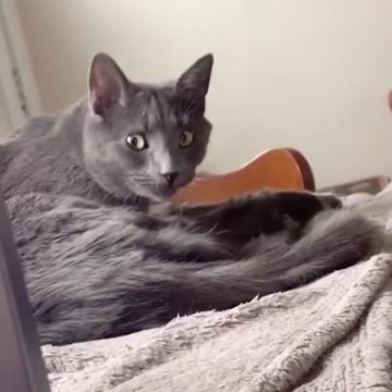 Try not to laugh ! Funny cats and dogs video