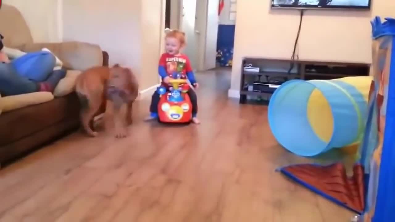 Funny dog and Babies and Puppies Playing Together