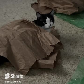 Cat's recycling