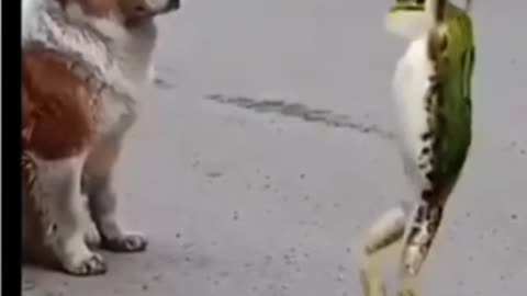 Great Dance front of dog