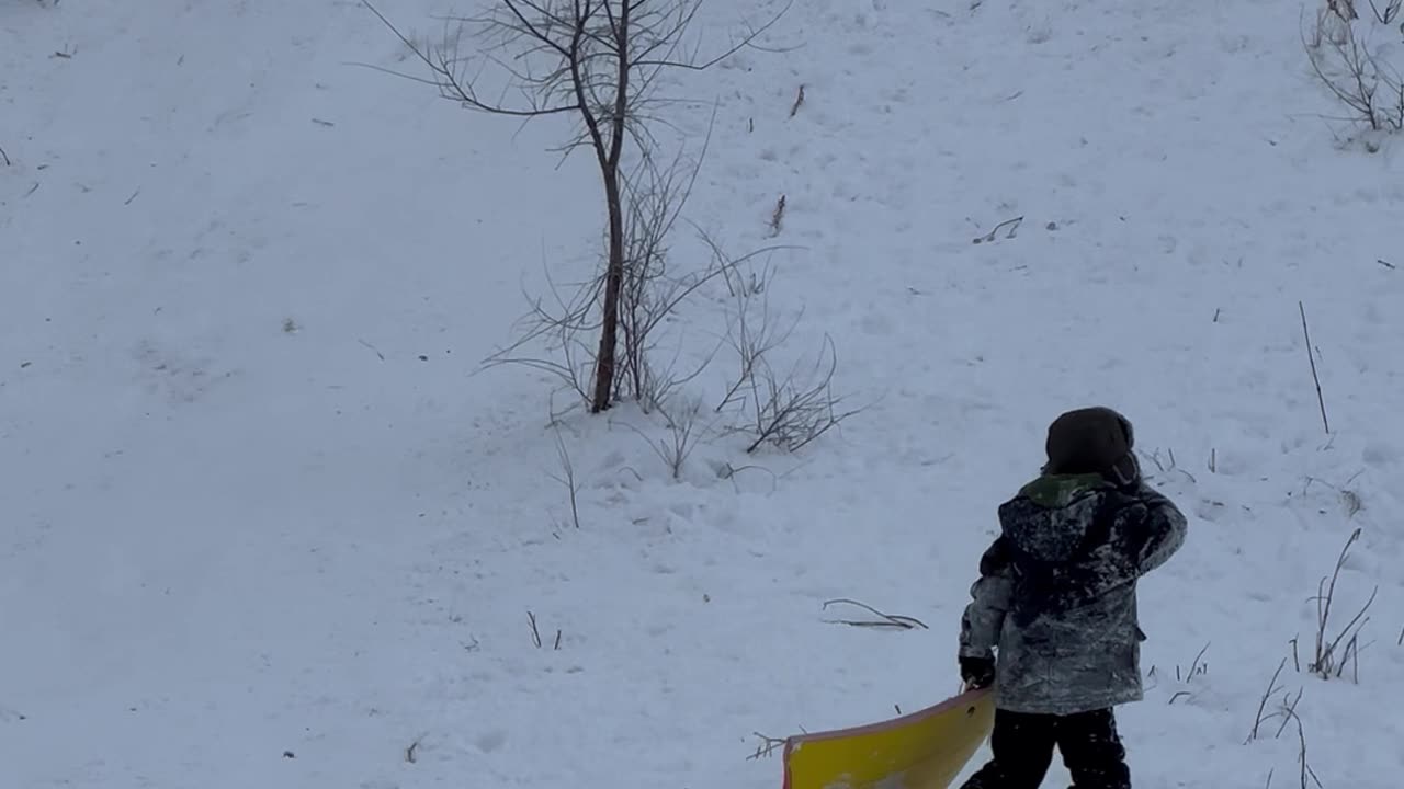 Dad Steers The Sled