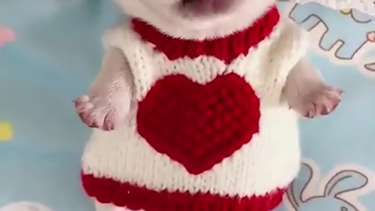 Cute Pets/Animals Videos #AnimalFunnyVideo #CutePets