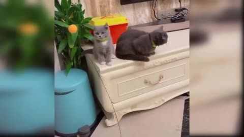 Funny cat scene 😂😂😂😂