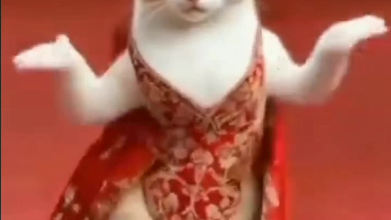 Funnycat