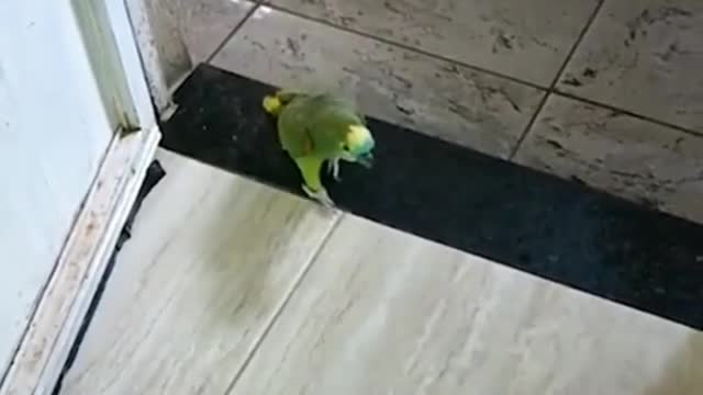 Wait for it funnyanimals