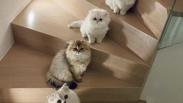 Cute cat's video🥰🥰🥰😍