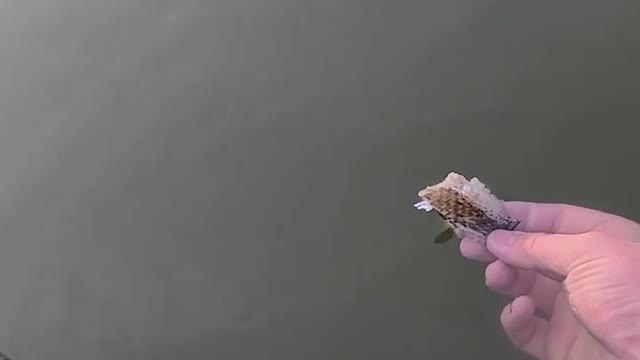 Fisherman hand feeds snake from his kayak | snake attack