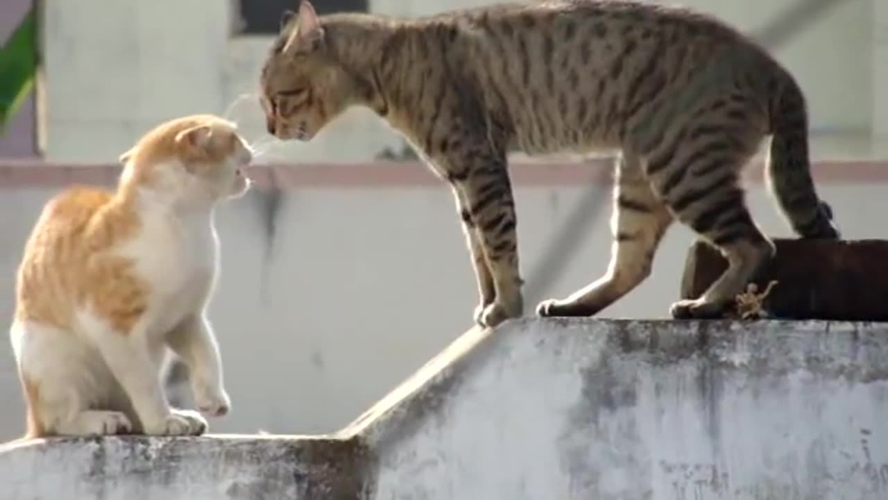 Real Cat Fight ( Watch With Sound) Real Cat Fight ( Watch With Sound)