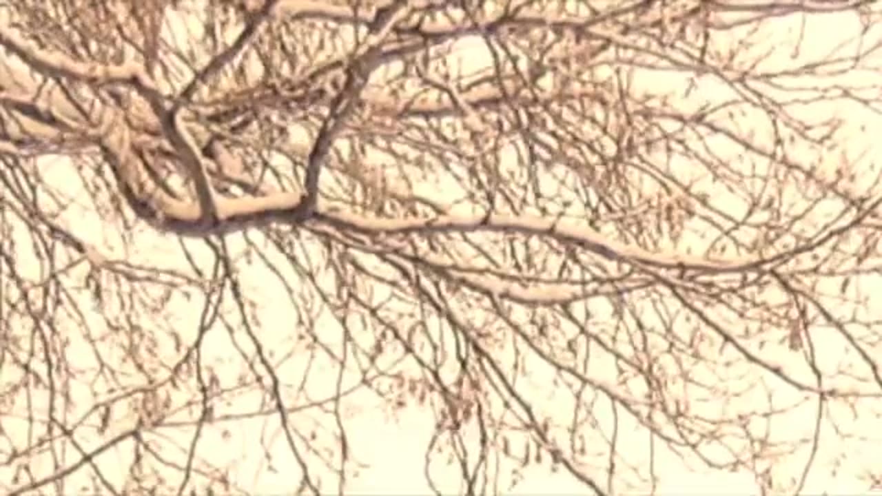 Off the Top of My Head- The Dead Rise First - Dec. 3, 2023