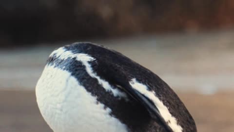 Cute penguin video