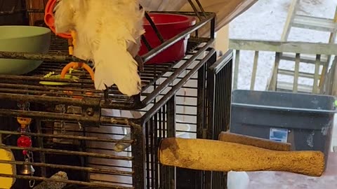 Parrot tricks