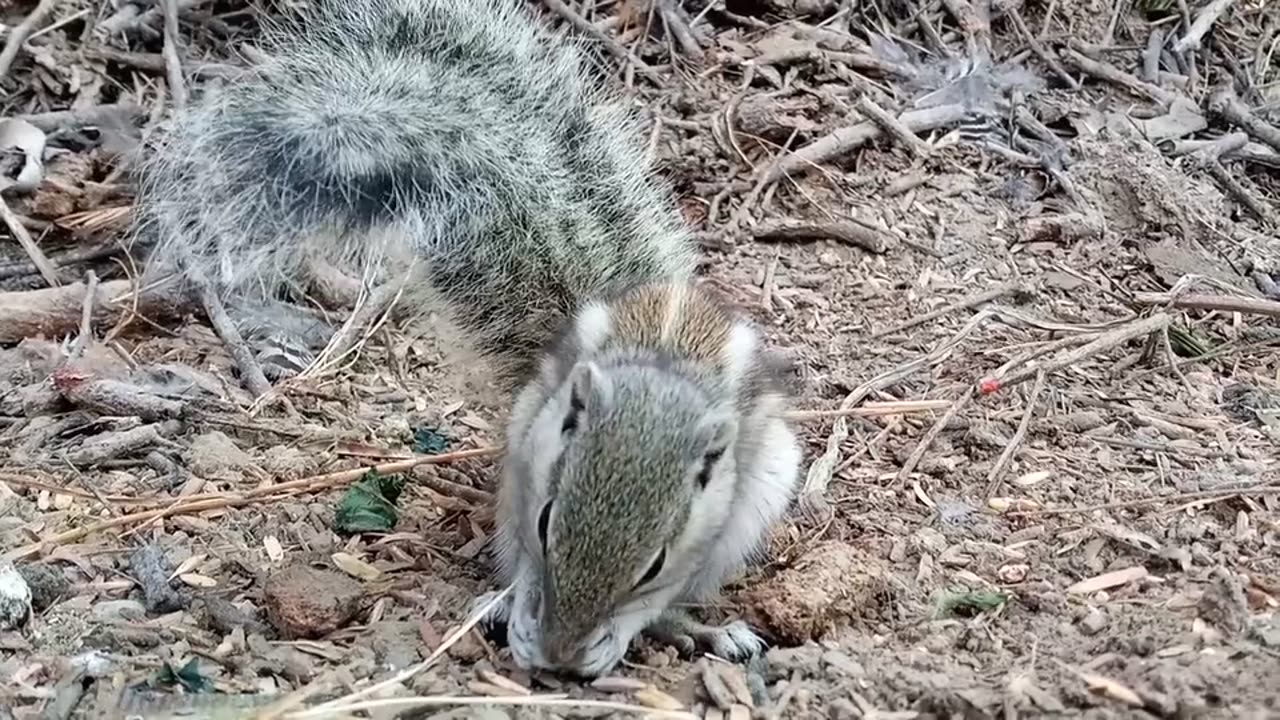 squirrel