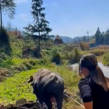 Cô gái vùng cao #144 | Gánh nặng mưu sinh | Clip cảm động