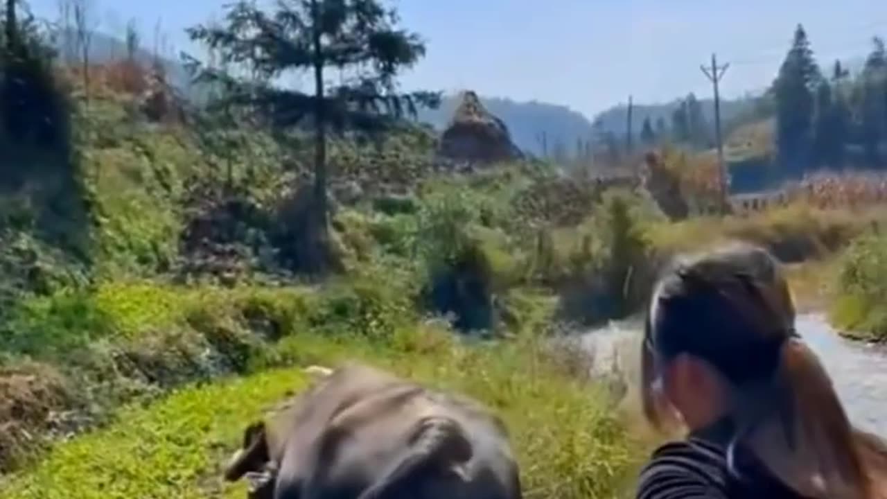 Cô gái vùng cao #144 | Gánh nặng mưu sinh | Clip cảm động