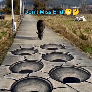 Entertainment video|funny video