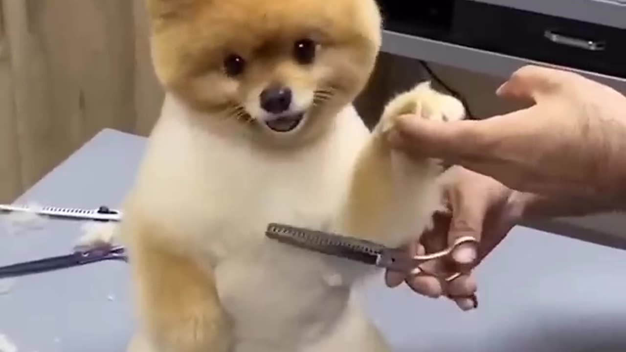 Pampered Doggie 🤗 Little Dog Gets A Fresh Cut 🤗🫣