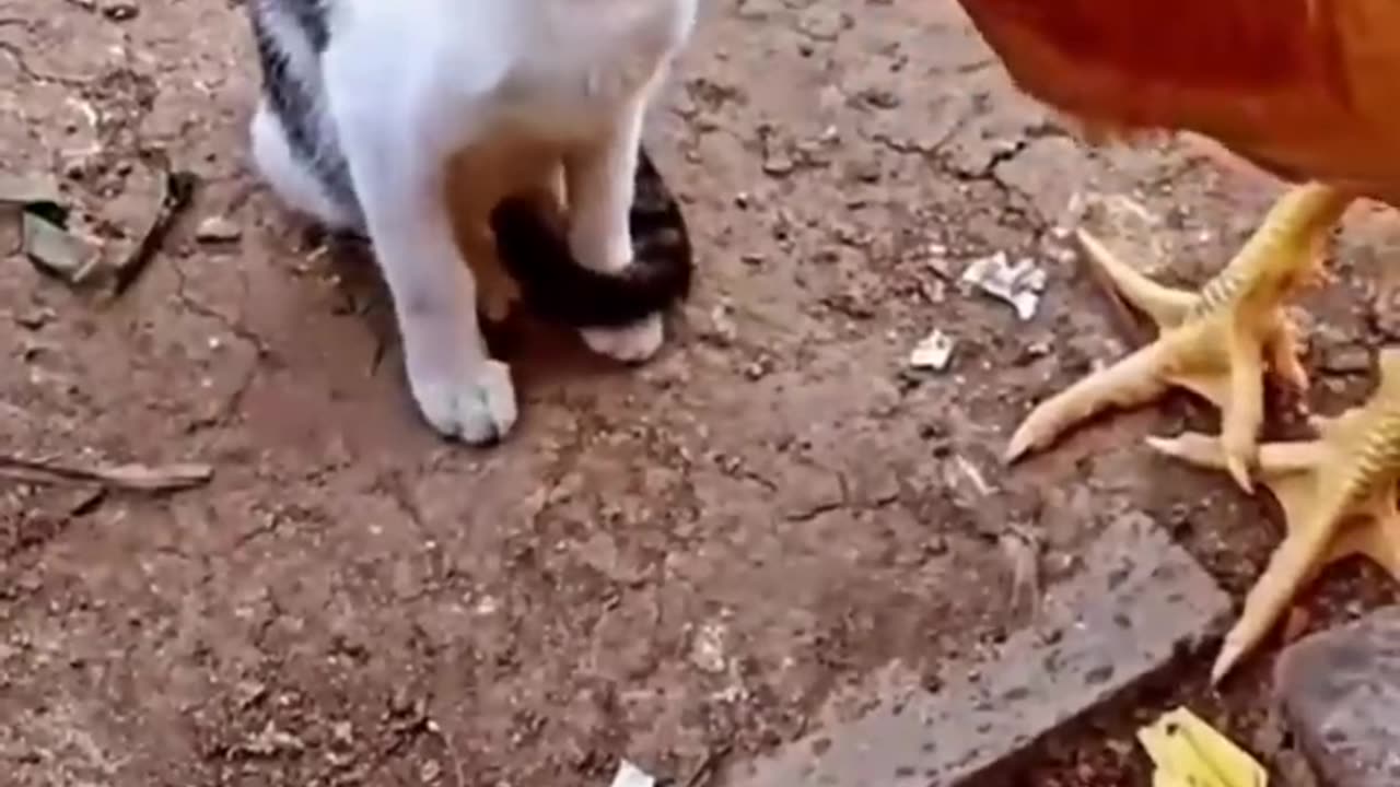 cats vs chicken: watch what happens next end get ready to laugh in 2023