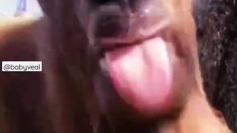 Funny_ goat_ tongue_ flapping _🤣🤣 viral!!