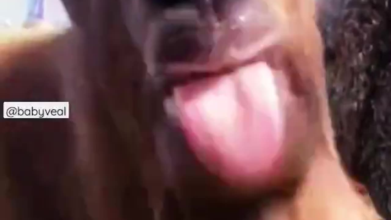 Funny_ goat_ tongue_ flapping _🤣🤣 viral!!