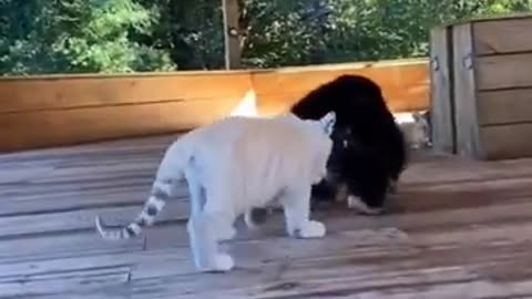 Cute Animals 😍😍