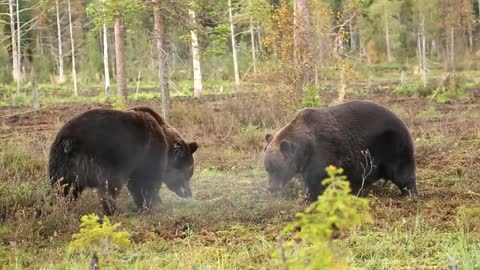 Fighting brown bears