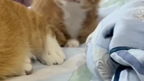 Baby dog 🐶🐕 funny videos 😂😂 baby cat 😺😍 funny 😅🤣