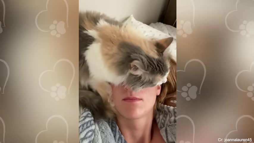 Cute CATS Won't Sleep Until They Cuddles with Their Human - Cute Cats And Owners Sleep Together