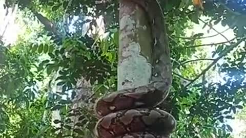 When snake try to help see tree