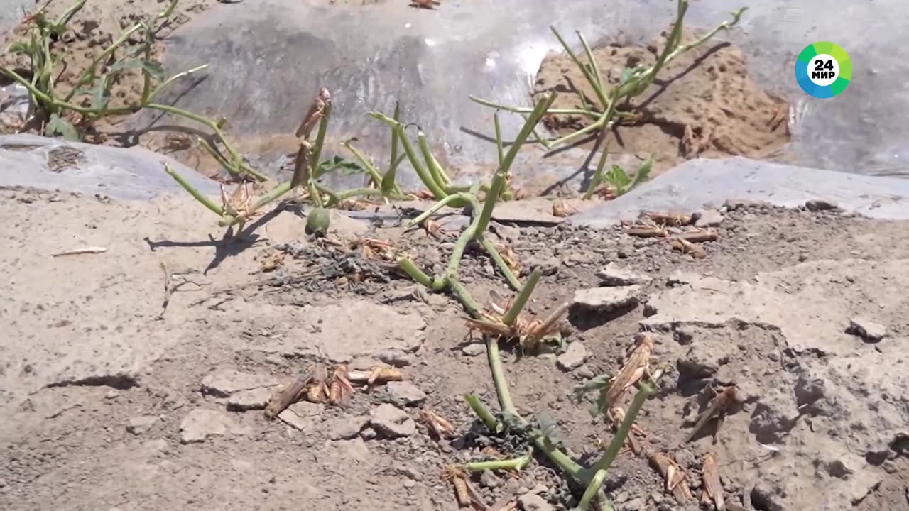 Locusts Have Destroyed Watermelon Plantations In Kazakhstan