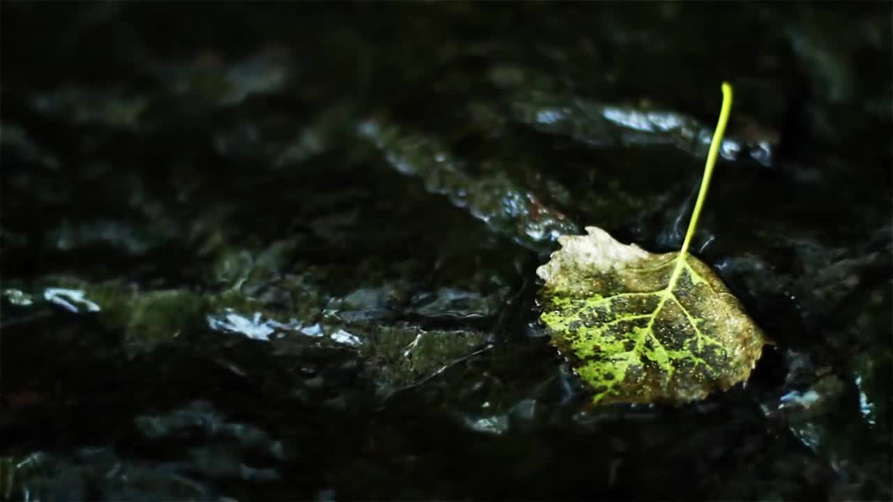 Leaf (Free to Use HD Stock Video Footage)