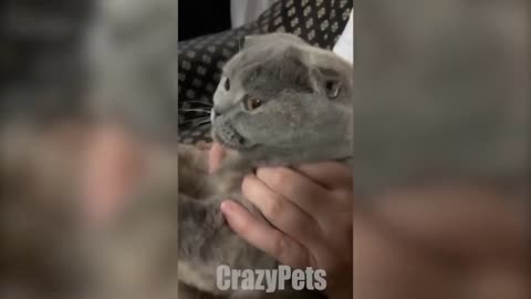 Cat 😸😸 funny video 2023🤣