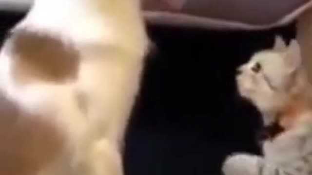 Dog and cat funny fight