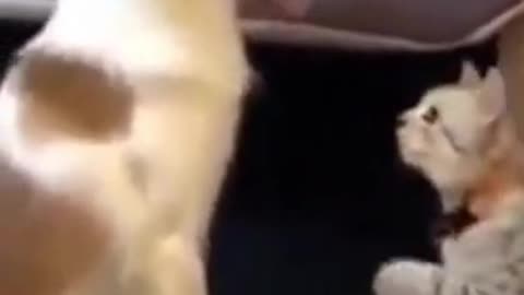 Dog and cat funny fight