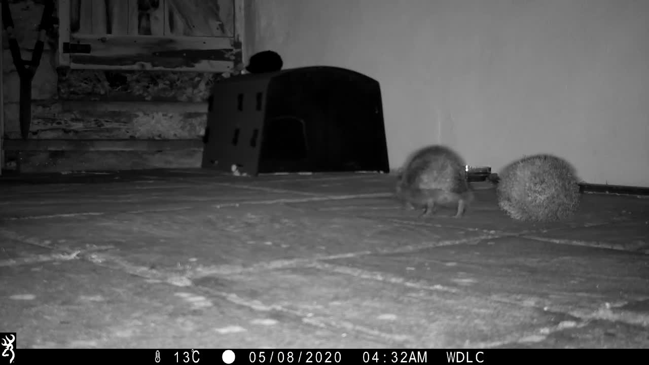 This is why hedgehogs curl up in to a ball!