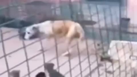 TRY TO NOT LAUGH CHALLENGE