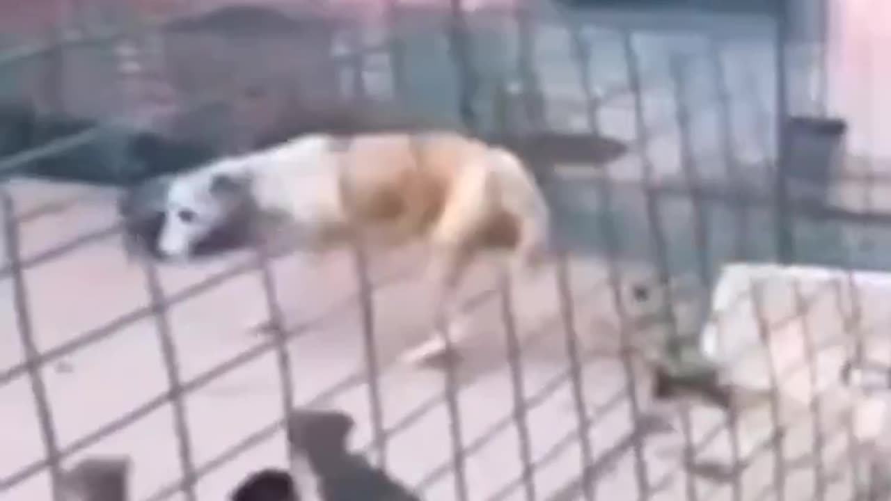 TRY TO NOT LAUGH CHALLENGE
