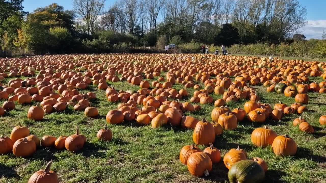 Pumpkin picking, Halloween season