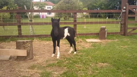 Newborn horse with young girl,,😍😍😍🥰🥰