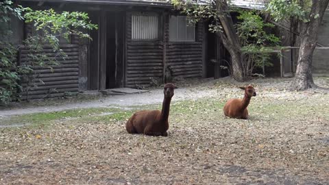 ALPACA