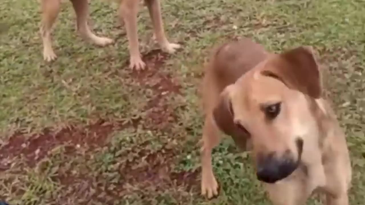 Very funny cats and dogs competition