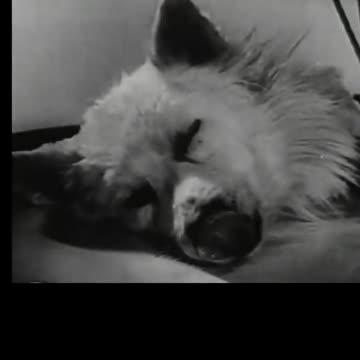 In the 1940s, Russian scientists kept a dog’s head alive for a few hours.