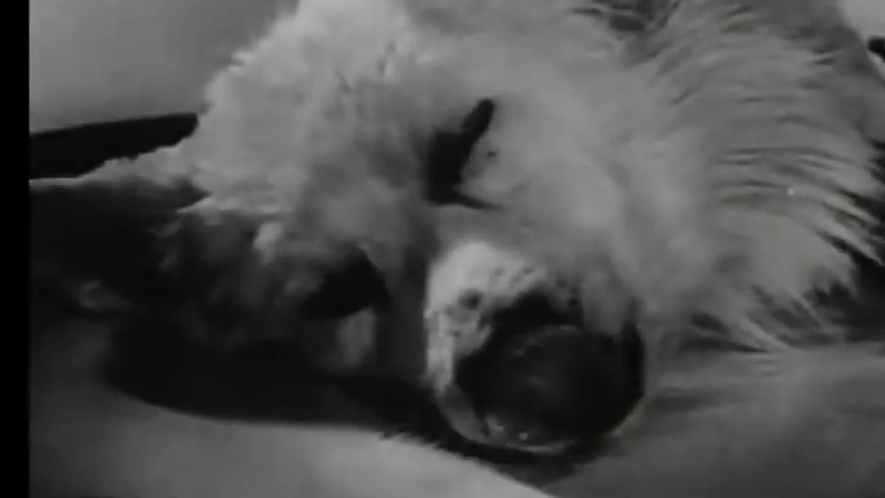 In the 1940s, Russian scientists kept a dog’s head alive for a few hours.