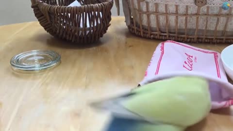 Funny Parrot