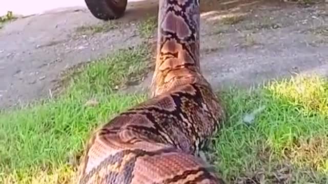 Bắt Rắn Hổ Manng Chúa,Snake Hunting,Hunting giant snakes,caza de serpientes,صيد الثعابين