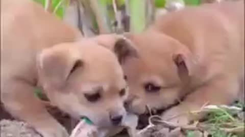 Puppies pulling for something unknown