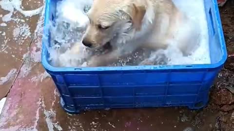 Puppy 🐕and water 🛀