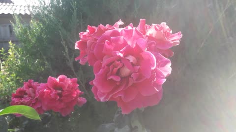 Fresh rose