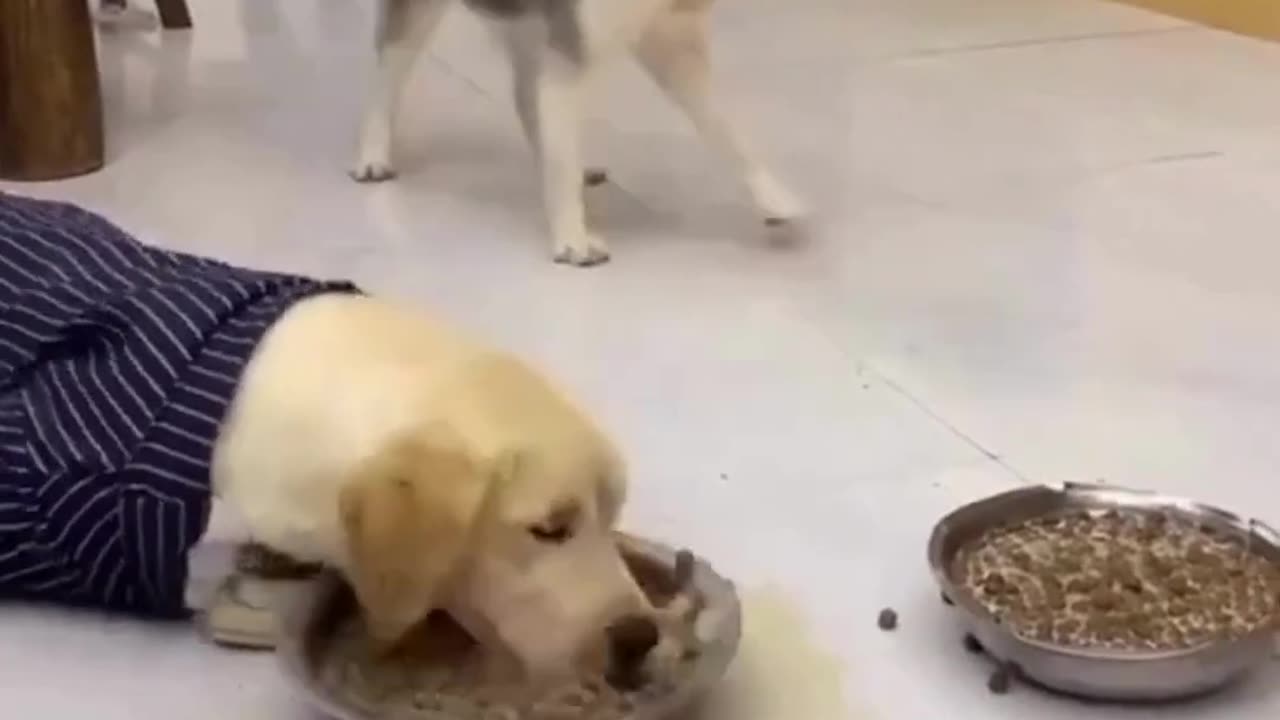 funny animals viral video#shorts # funny cat and dog